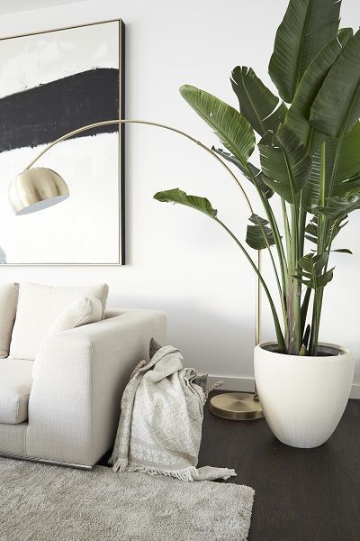 angolo soggiorno elegante bianco con pianta banano