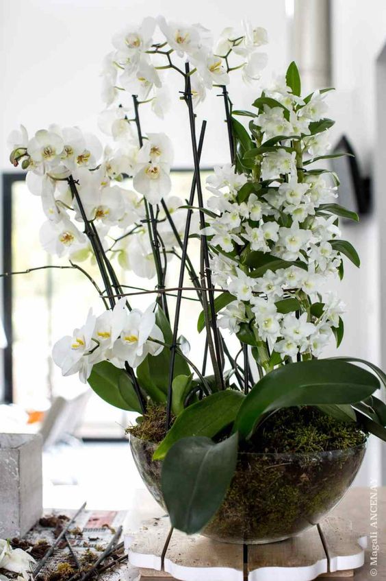 Orchidee fiori bianchi