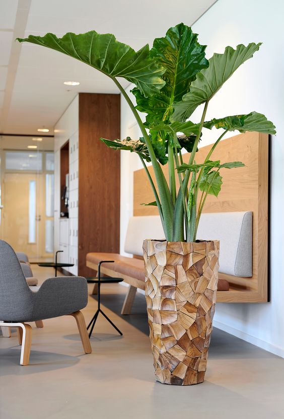 sala d'attesa arredata con elegante pianta Palma