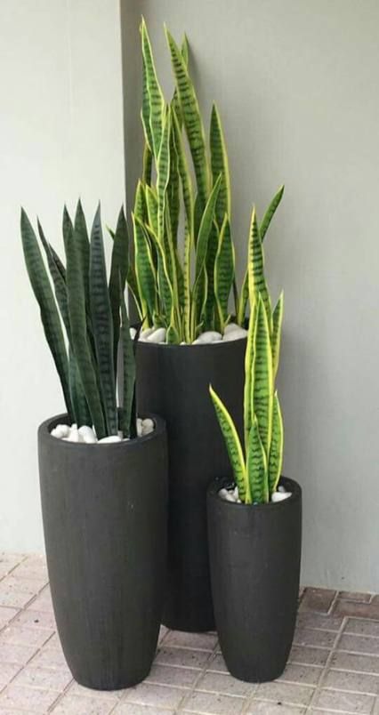 tre piante Sanseveria